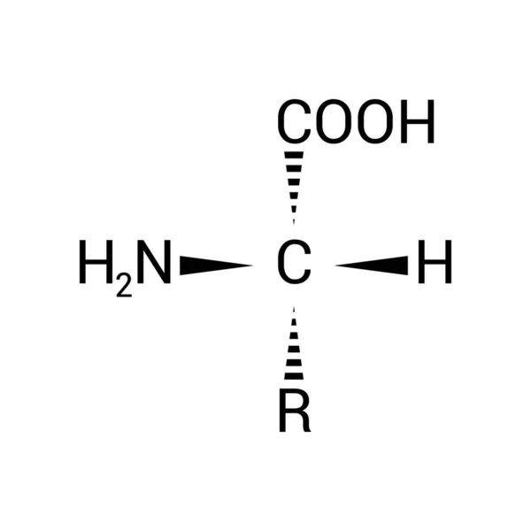 アミノ酸の一般的な構造は — ストックベクタ