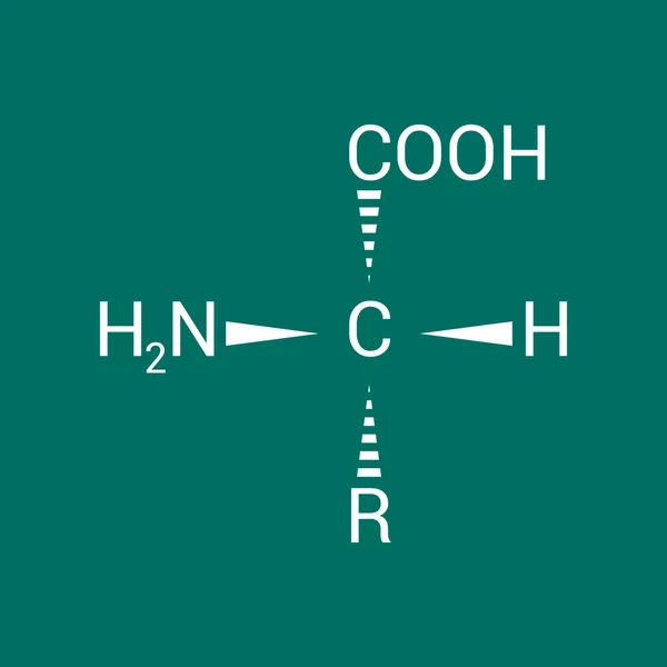 Estructura General Aminoácido — Vector de stock