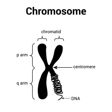 Parts of chromosome diagram long DNA molecule clipart