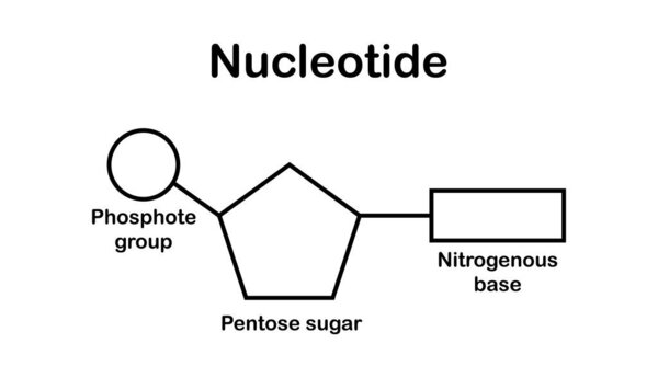 chemical structure of DNA nucleotide