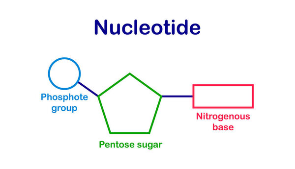 chemical structure of DNA nucleotide