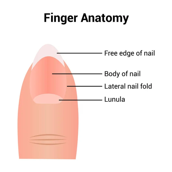 İnsan parmağı anatomisi.