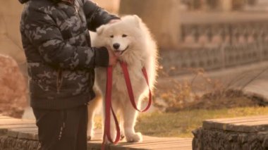 Köpek besleyen beyaz evcil hayvan sahibi Spitz Samoyed 'i okşuyor. Şehirdeki evcil hayvan sahibi Samoyed 'in safkan köpeğini okşama ustası. Sahibi köpek Samoyed marka tükürük kutup safkan hayvan portresi..