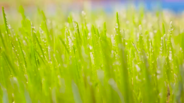 Microverde. udarea răsadurilor proaspete micro-verzi organice de plante tinere care cresc semințe de grâu germinează dieta vegană. Acasă în creștere micro salată de germeni verzi. Plantă de grădină interioară care încolțește verdeață organică pulverizare — Videoclip de stoc