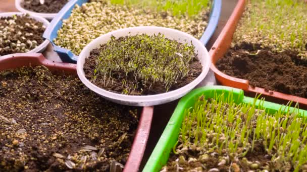 Acasă în creștere micro salată de germeni verzi. Salata de semințe crește udarea plantelor. Pulverizarea microverde proaspăt plante organice răsaduri semințe de creștere încolți dieta vegană. Plantă de grădină interioară care încolțește verdeață organică — Videoclip de stoc