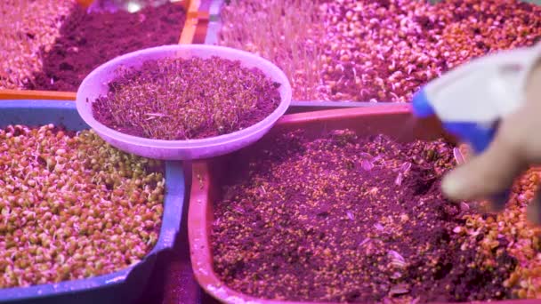 Jarní sazenice uměle vypěstované světlé rostliny klíčily semena zrn rostoucí byliny fyto ultrafialové lampy. Zavlažování rostlin byliny domácí pěstování mikrozeleně klíčící organické vnitřní rostoucí světla vedl péče o rostliny — Stock video