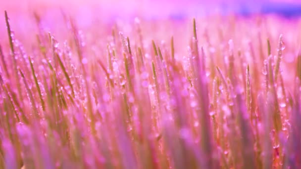 Spray búza mesterséges könnyű növény csírázott magvak növekvő gyógynövények ultraibolya lámpa növény. Öntözőnövények gyógynövények otthon növekvő mikrozöld csírázás szerves beltéri növekvő fények vezetett növény-gondozás — Stock videók