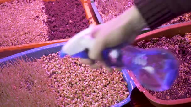Răsadurile de primăvară plante artificiale de lumină au încolțit semințele de cereale cultivând ierburi fito lampă ultravioletă. Plantele de udare ierburi acasă în creștere micro verde încolțind lumini organice de interior în creștere a condus îngrijirea plantelor — Videoclip de stoc