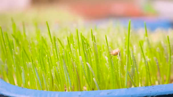 Microgreens. Rega fresco micro planta orgânica verde plântula cultivar sementes de trigo brotou dieta vegan grão. Plantas que crescem plantas que brotam verduras orgânicas spray. Casa crescimento micro salada de broto verde — Vídeo de Stock