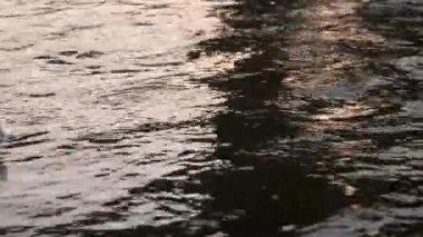 Çöpleri topluyorum. Gönüllü olarak nehir çöplerini temizleyip çöpleri topluyor. Plaj atıklarının temizlenmesi plastik PET şişe plastik kirlilik su ortamı