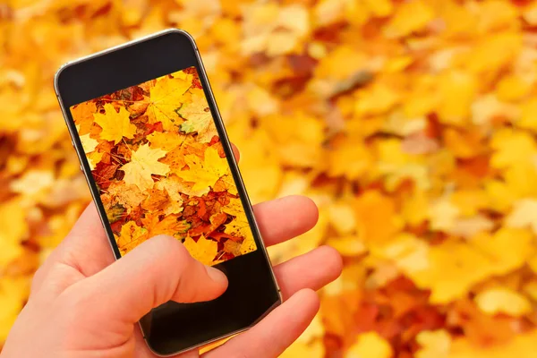 Close Hand Phone Taking Photo Phone Nature Autumn Leaves Background — 图库照片