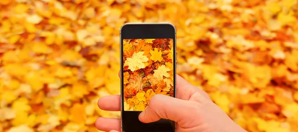 Closeup hand mobile walking autumn mobile camera taking picture smartphone nature fall leaves photo mobile phone picture. Male hand phone taking photo phone nature autumn leaves background fall season