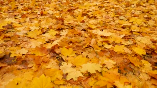 Foliage Autumn Concept Abstract Leaves Maple Fall Season Slow Motion — Stok video