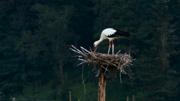Наблюдение Птицами Построить Гнездо Аиста Белое Гнездо Строительство Символа Строительства — стоковое видео