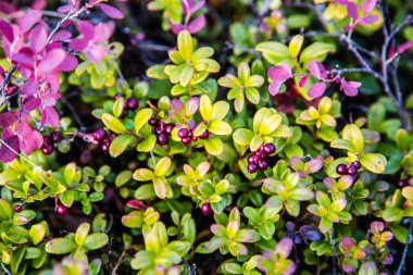 Berry yaban mersini çalı