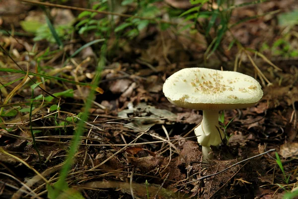 Death Cap, growing in the forest — стоковое фото