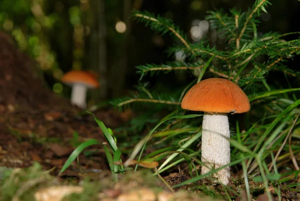 Red cap mushroom — Stock Photo, Image
