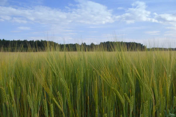 Growing grain — Stock Photo, Image