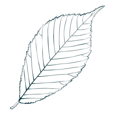 Sonbahar renginde el yapımı karaağaç yaprağı beyaz arka planda izole edilmiş. Çizgi film düz biçim vektör çizimi.