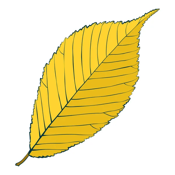Желтый Ручной Рисунок Осеннего Листа Вяза Изолирован Белом Фоне Векторная — стоковый вектор
