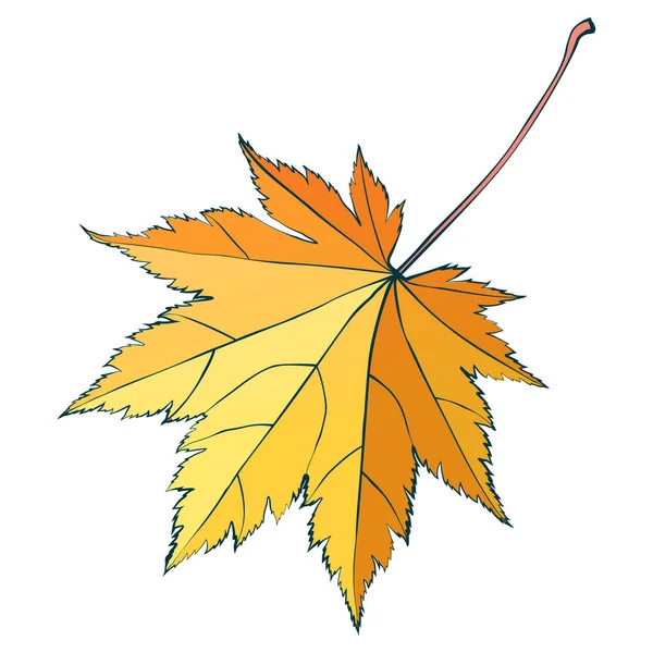 Feuille Érable Colorée Dessinée Main Automne Isolée Sur Fond Blanc — Image vectorielle