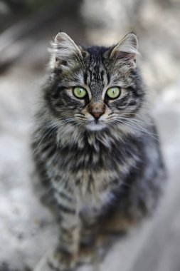 kabarık Gri kedi