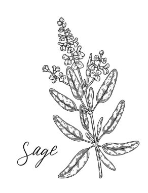 Çiçekli el çizimi adaçayı dalı. Robot resim biçiminde vektör illüstrasyonu