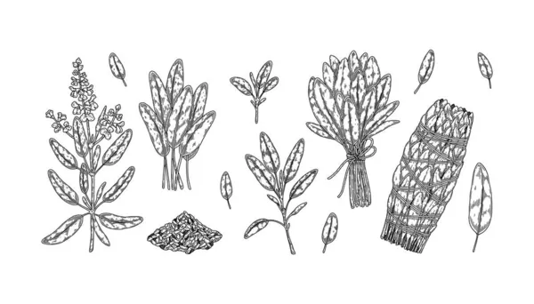 一组手绘的鼠尾草枝叶 素描式矢量图解 — 图库矢量图片