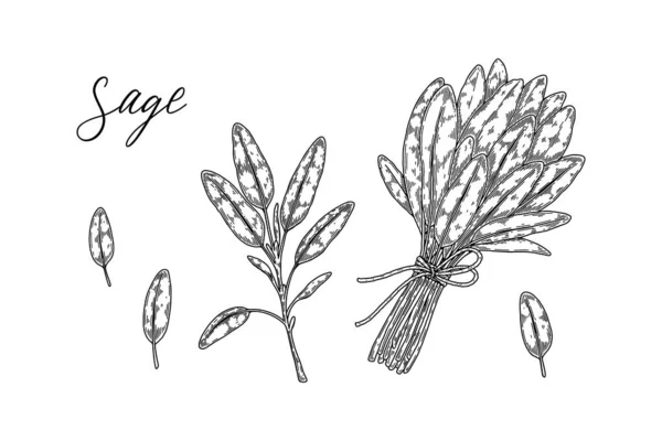 Uppsättning Handritade Salvia Grenar Och Blad Vektorillustration Skiss Stil — Stock vektor