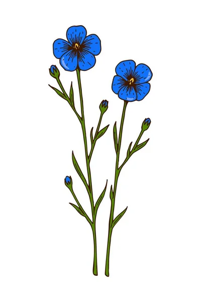 Dibujado Mano Vector Botánico Color Ilustración Lino Flor Planta Del — Vector de stock