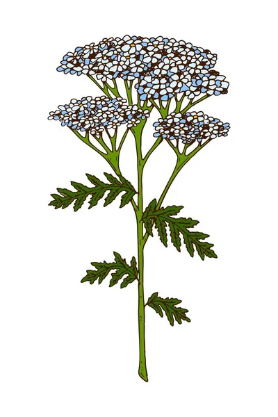 Handgetekende Gekleurde Botanische Vector Illustratie Van Een Bloeiende Yarrow Grasland — Stockvector