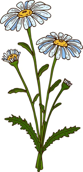 Ręcznie Rysowane Kolorowe Wektor Botaniczny Ilustracja Kwitnącego Rumianku Rysunek Rośliny — Wektor stockowy
