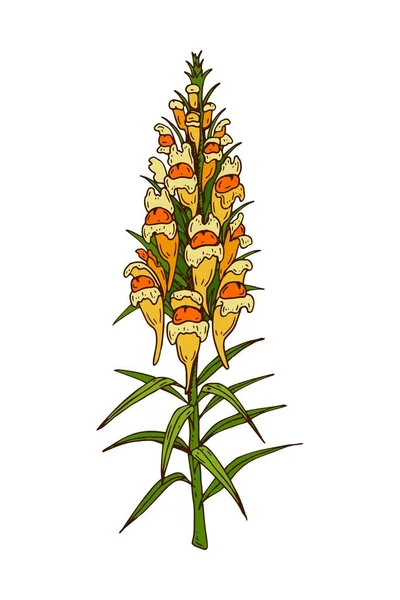 Desenho Mão Colorido Ilustração Vetorial Botânica Snapdragon Florescendo Desenho Plantas —  Vetores de Stock