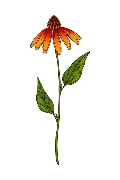 Ręcznie Rysowane Kolorowe Wektor Botaniczny Ilustracja Rozkwitu Echinaceum Rysunek Rośliny — Wektor stockowy