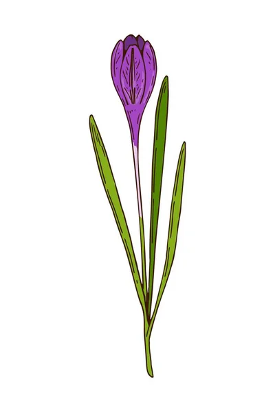 Ręcznie Rysowane Kolorowe Wektorowe Ilustracje Kwitnącego Krokusa Rysunek Rośliny Łąkowej — Wektor stockowy