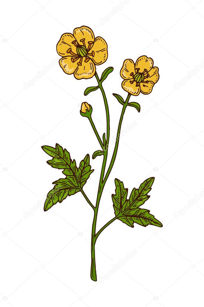 Hand drawn colored botanical vector illustration of a blooming buttercup. Meadow plant drawing