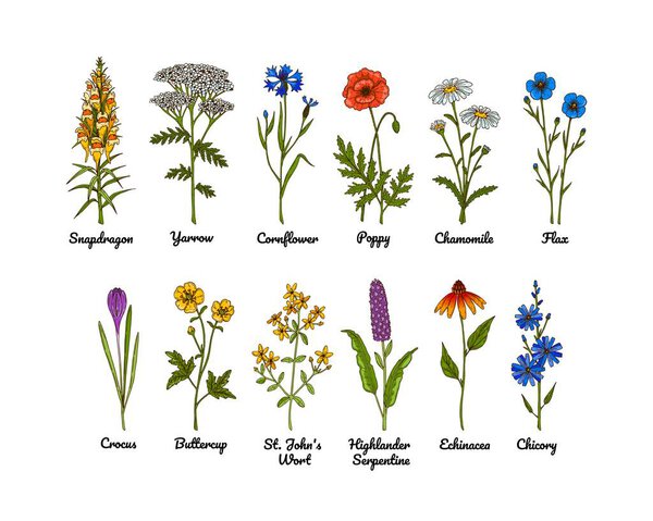 Set of hand drawn colored botanical vector illustrations of meadow flowers
