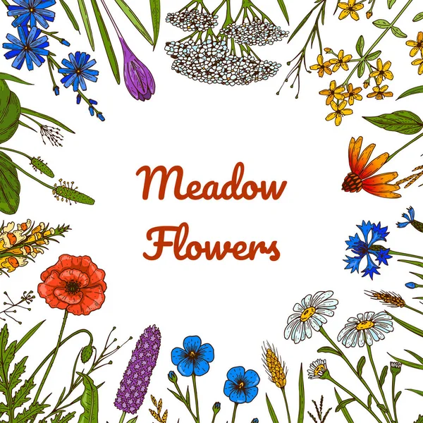 Wild Flowers Botany Frame Colorful Hand Drawn Vector Illustration Summer — Stockvector