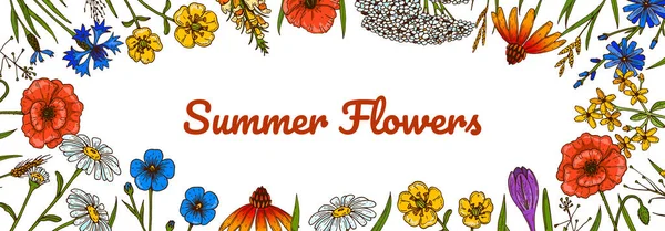 Vahşi Çiçekler Botanik Tasarımı Renkli Çizimi Vektör Çizimi Yaz Arkaplanı — Stok Vektör