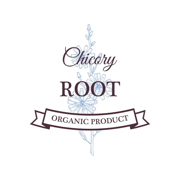Handgetekende Vintage Chicory Wortel Ontwerp Geïsoleerd Wit Vector Illustratie Schets — Stockvector