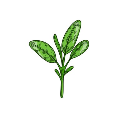 El yapımı adaçayı dalı. Renkli çizim tarzında vektör illüstrasyonu