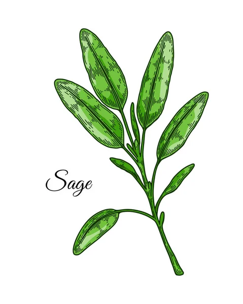 El yapımı adaçayı dalı. Renkli çizim tarzında vektör illüstrasyonu