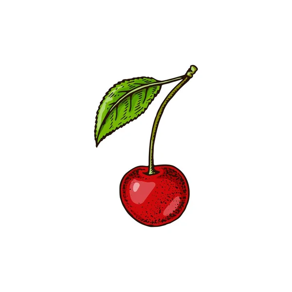 Hand Drawn Cherry Berry Isolated White Vector Illustration Colored Sketch — Stock Vector