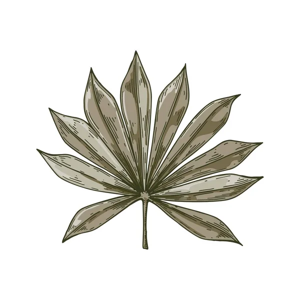 白地に孤立した手描きのヤシの葉 下絵風のベクターイラスト — ストックベクタ