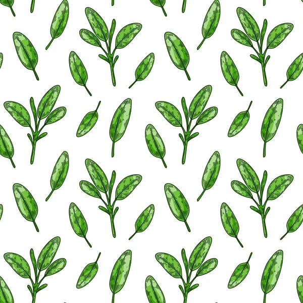 Salvia Deja Patrón Sin Costuras Verduras Dibujadas Mano Verduras Hoja — Vector de stock