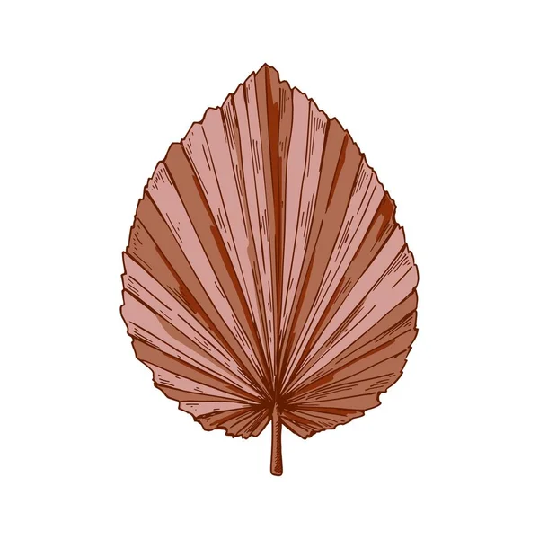Handgetekende Gedroogde Palmboom Blad Geïsoleerd Wit Vector Illustratie Schets Stijl — Stockvector