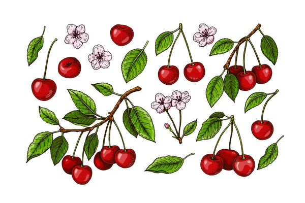 Set Hand Drawn Cherry Branches Berries Flowers Vector Illustration Colored — Stock Vector