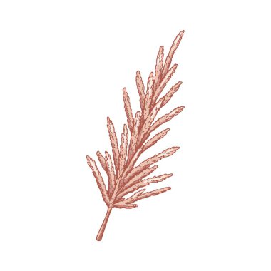 Beyaz arka planda el yapımı otlar. Robot resim biçiminde vektör illüstrasyonu