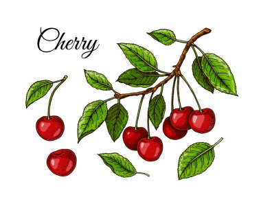 Elle çizilmiş kiraz meyveleri. Renkli çizim tarzında vektör illüstrasyonu