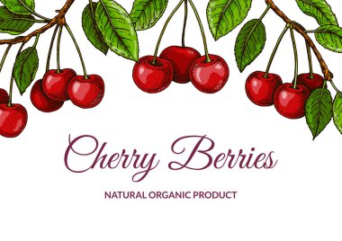 Renkli yatay kiraz tasarımı. Renkli çizim tarzında vektör illüstrasyonu